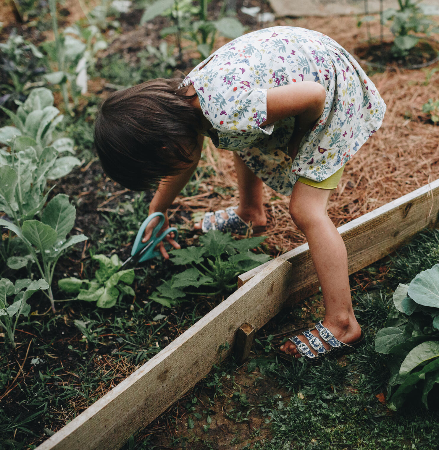 Reverse Oregon Trail written June 2020